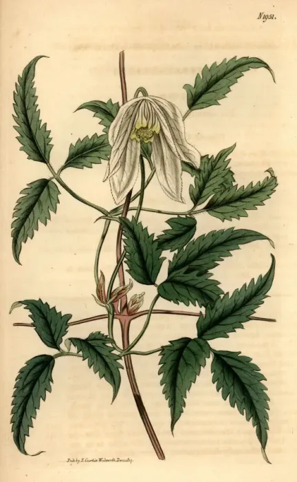 Framed Print : Alpine clematis, Clematis alpina Framed Print : Alpine clematis, Clematis alpina