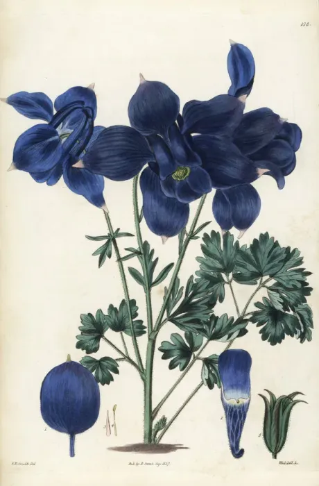 Framed Print : Alpine columbine, Aquilegia alpina Framed Print : Alpine columbine, Aquilegia alpina