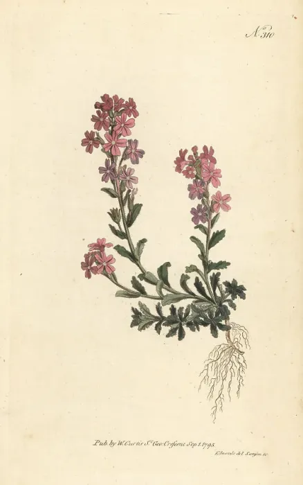 Framed Print : Alpine erinus, Erinus alpinus Framed Print : Alpine erinus, Erinus alpinus