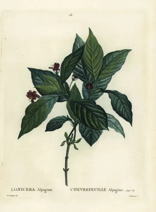 Framed Print : Alpine honeysuckle, Lonicera alpigena Framed Print : Alpine honeysuckle, Lonicera alpigena