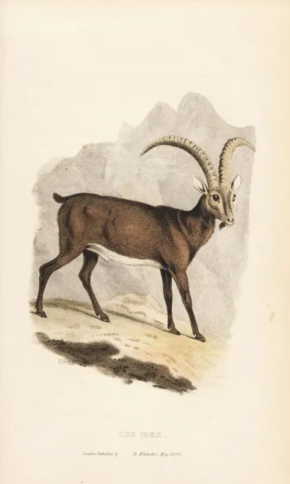 Framed Print : Alpine ibex, Capra ibex Framed Print : Alpine ibex, Capra ibex
