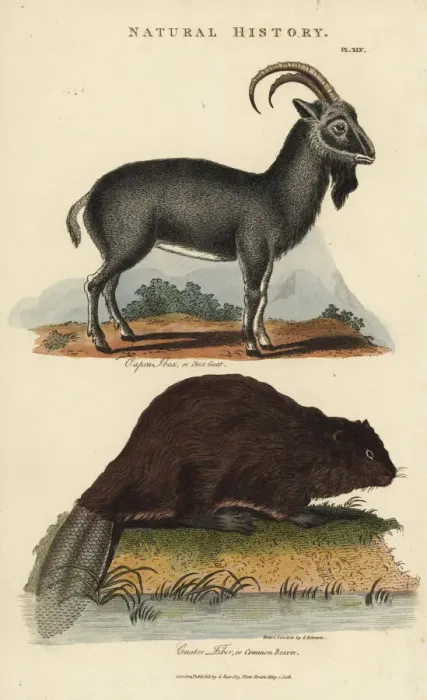 Framed Print : Alpine ibex, Capra ibex, and common Eurasian Framed Print : Alpine ibex, Capra ibex, and common Eurasian