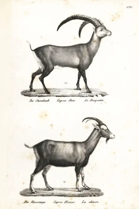 Framed Print : Alpine ibex and domestic goat Framed Print : Alpine ibex and domestic goat