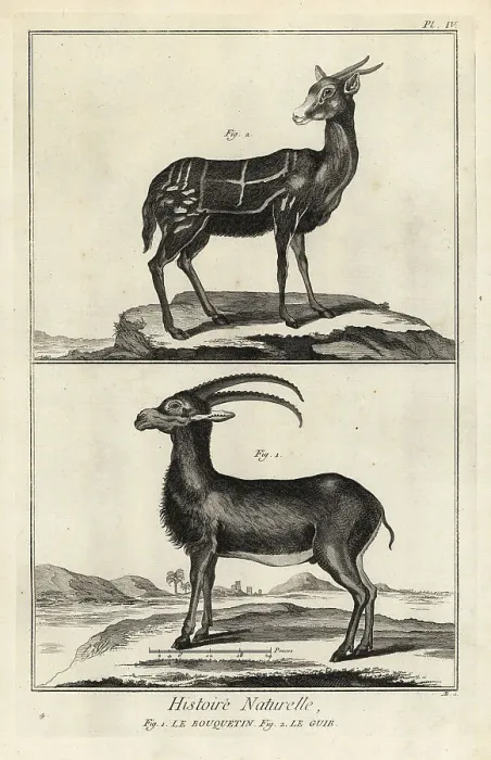 Framed Print : Alpine ibex and harnessed bushbuck Framed Print : Alpine ibex and harnessed bushbuck