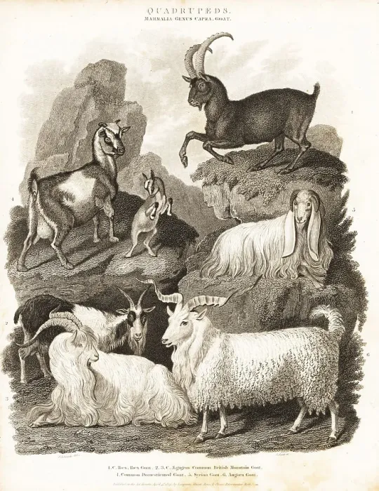 Framed Print : Alpine ibex and various goat species Framed Print : Alpine ibex and various goat species