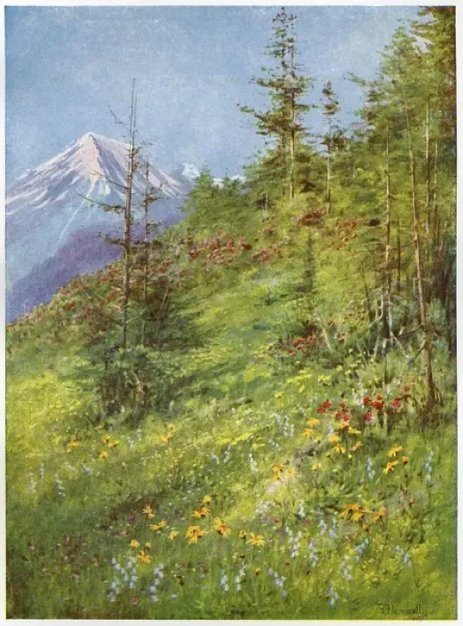 Framed Print : Alpine Meadow Framed Print : Alpine Meadow