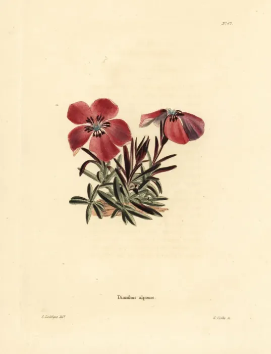 Framed Print : Alpine pink, Dianthus alpinus Framed Print : Alpine pink, Dianthus alpinus