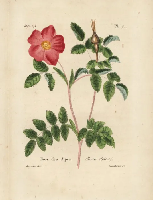 Framed Print : Alpine rose, Rosa alpina Framed Print : Alpine rose, Rosa alpina