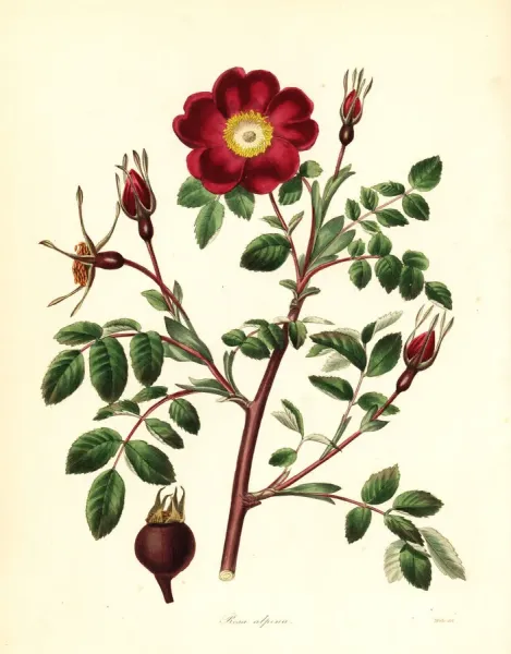 絵画 rose botanique Alpine Rose Print, Handcoloured Copperplate Engraving, 1836. Art
