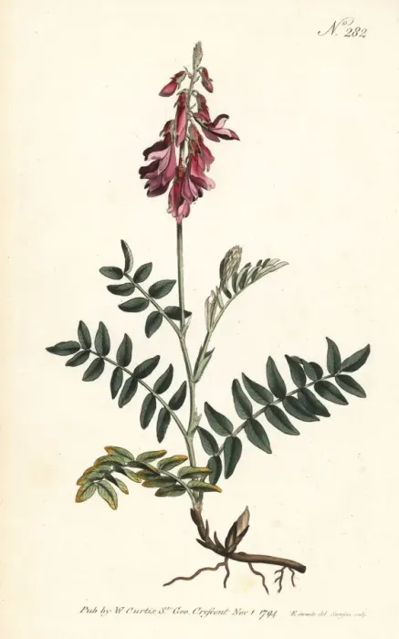 Framed Print : Alpine sainfoin, Hedysarum hedysaroides Framed Print : Alpine sainfoin, Hedysarum hedysaroides