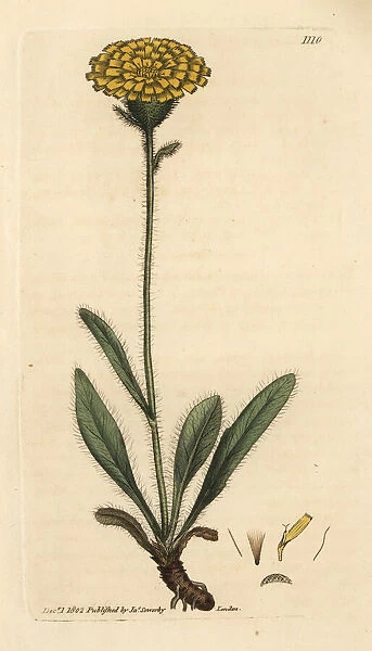 Alpine single-flowered hawkweed, Hieracium alpinum