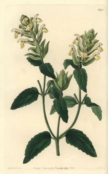 Framed Print : Alpine skullcap, Scutellaria alpina Framed Print : Alpine skullcap, Scutellaria alpina
