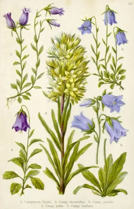 Framed Print : Alpine Species 1903 Framed Print : Alpine Species 1903
