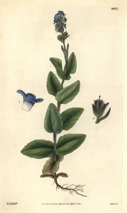 Framed Print : Alpine speedwell, Wormskiolds var, Veronica Framed Print : Alpine speedwell, Wormskiolds var, Veronica