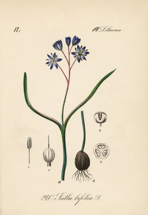 Framed Print : Alpine squill, Scilla bifolia Framed Print : Alpine squill, Scilla bifolia