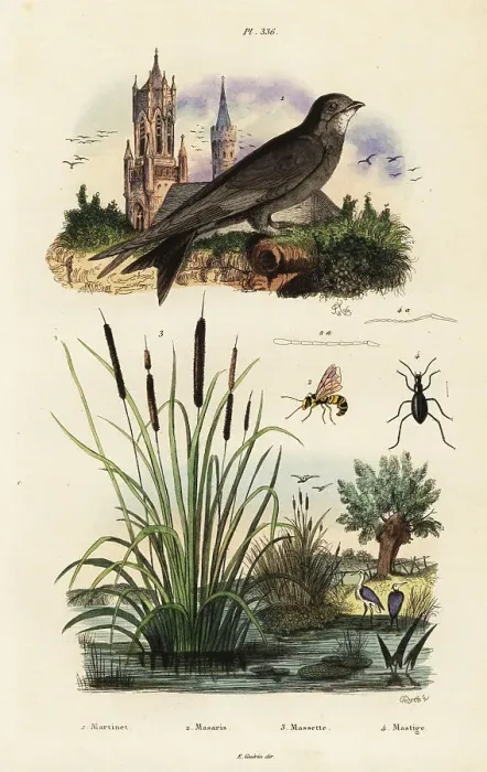 Framed Print : Alpine swift, bulrush, beetle and wasp Framed Print : Alpine swift, bulrush, beetle and wasp