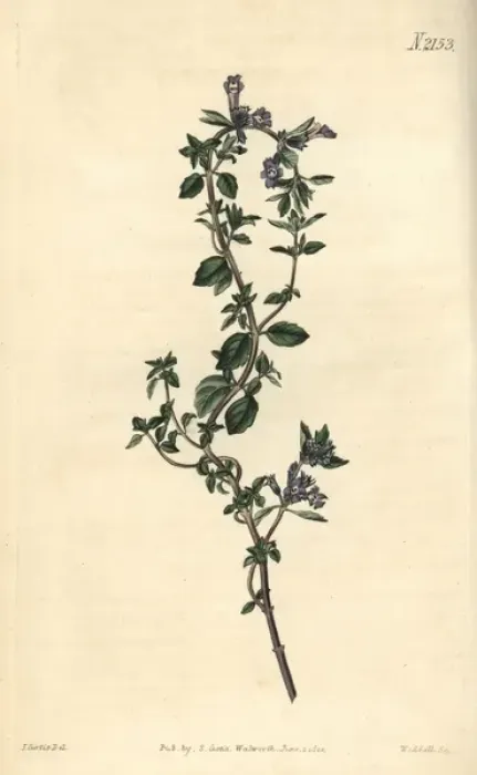 Framed Print : Alpine thyme, Thymus alpinus Framed Print : Alpine thyme, Thymus alpinus
