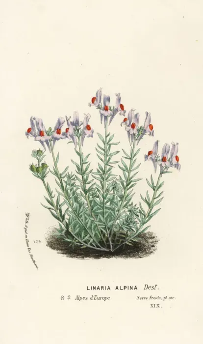Framed Print : Alpine toadflax, Linaria alpina Framed Print : Alpine toadflax, Linaria alpina
