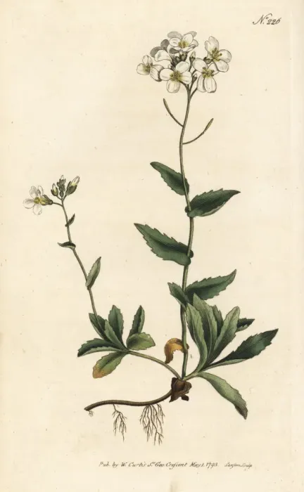 Framed Print : Alpine wall-cress, Arabis alpina Framed Print : Alpine wall-cress, Arabis alpina