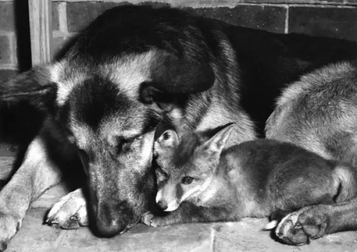 Framed Print : Alsatian dog and Fox cub Framed Print : Alsatian dog and Fox cub