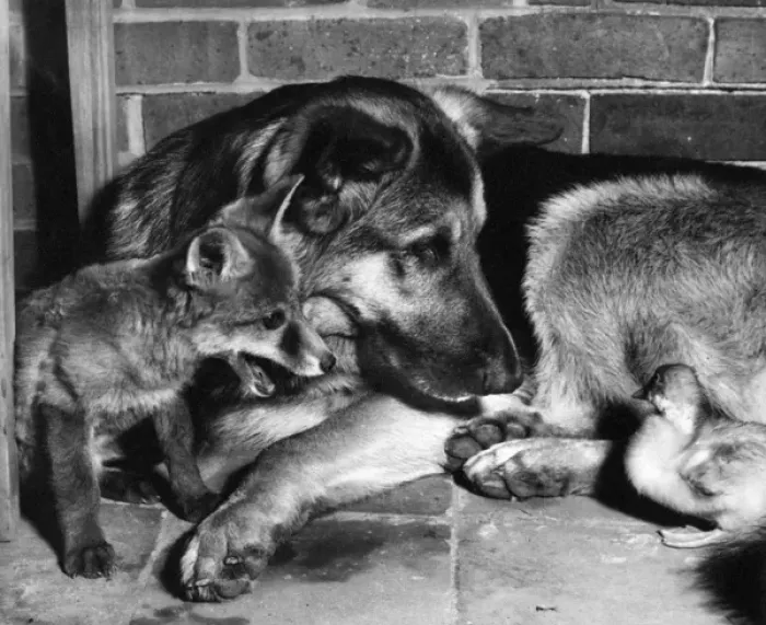 Framed Print : Alsatian dog, fox cub and duckling Framed Print : Alsatian dog, fox cub and duckling