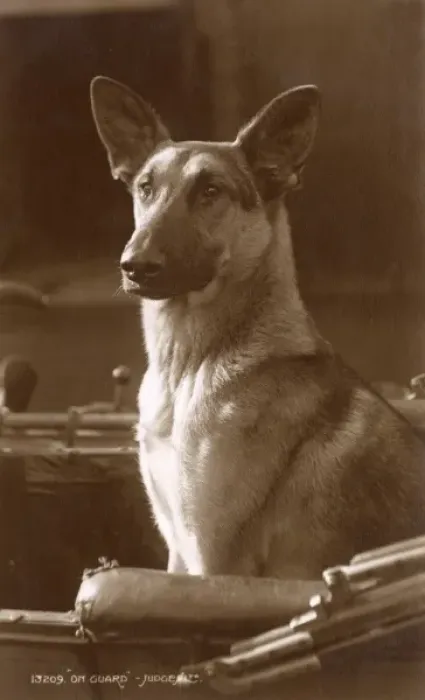 Framed Print : Alsatian dog on guard in a carriage Framed Print : Alsatian dog on guard in a carriage