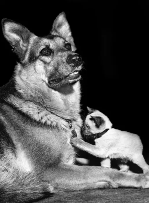 Framed Print : Alsatian dog and kitten Framed Print : Alsatian dog and kitten