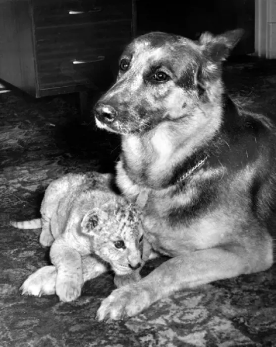 Framed Print : Alsatian dog and Lion cub Framed Print : Alsatian dog and Lion cub
