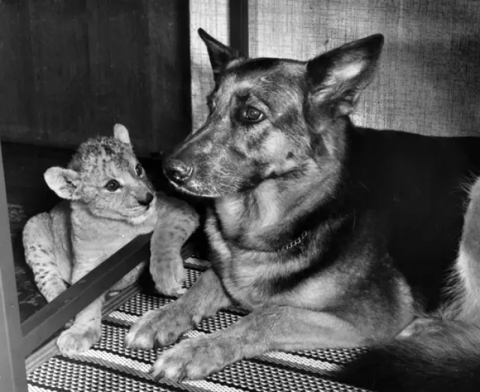 Framed Print : Alsatian dog and lion cub Framed Print : Alsatian dog and lion cub
