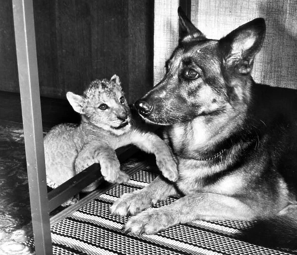 Alsatian dog and lion cub