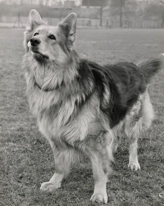 Framed Print : Alsatian dog looking up in expectation Date: 1950s Framed Print : Alsatian dog looking up in expectation Date: 1950s