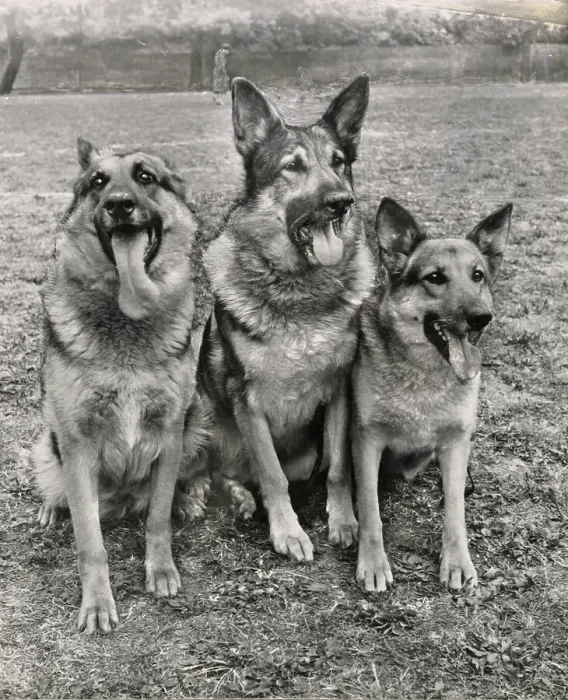 Framed Print : Three Alsatian dogs Date: 1950s Framed Print : Three Alsatian dogs Date: 1950s