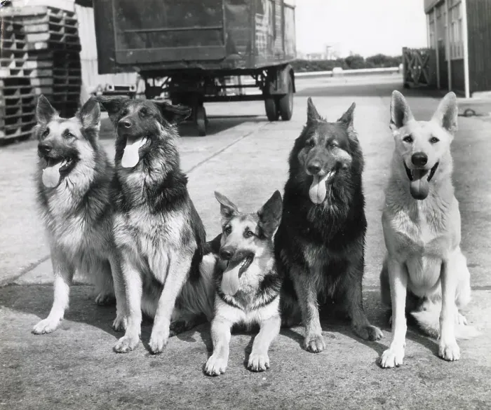 Framed Print : Five Alsatian dogs Date: 1950s Framed Print : Five Alsatian dogs Date: 1950s