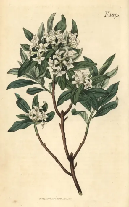 Framed Print : Altaic daphne, Daphne altaica Framed Print : Altaic daphne, Daphne altaica