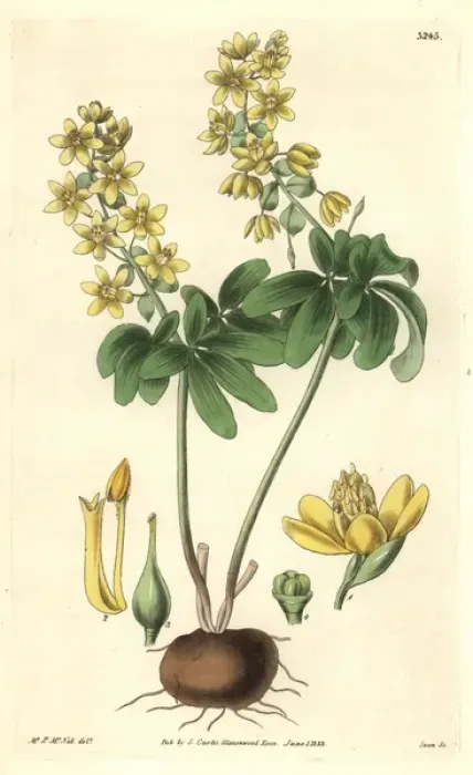 Framed Print : Altaic leontice, Leontice altaica or Gymnospermium altaicum Framed Print : Altaic leontice, Leontice altaica or Gymnospermium altaicum