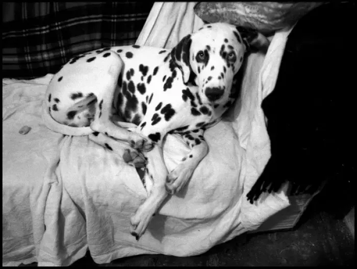 Framed Print : Alternative Dalmation on sofa Framed Print : Alternative Dalmation on sofa