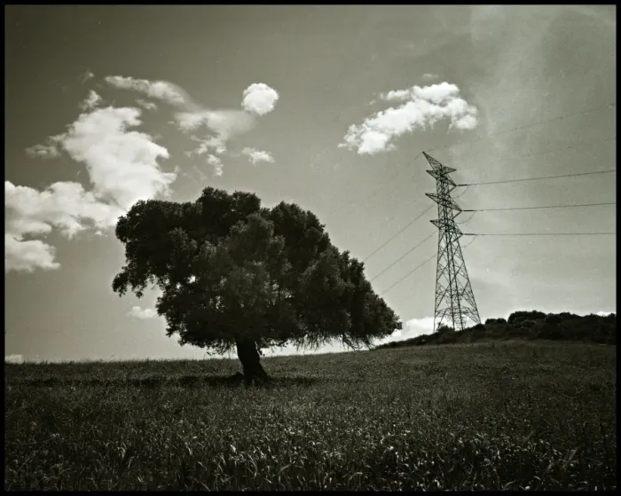 Framed Print : Alternative tree and pylon landscape, Spain Framed Print : Alternative tree and pylon landscape, Spain