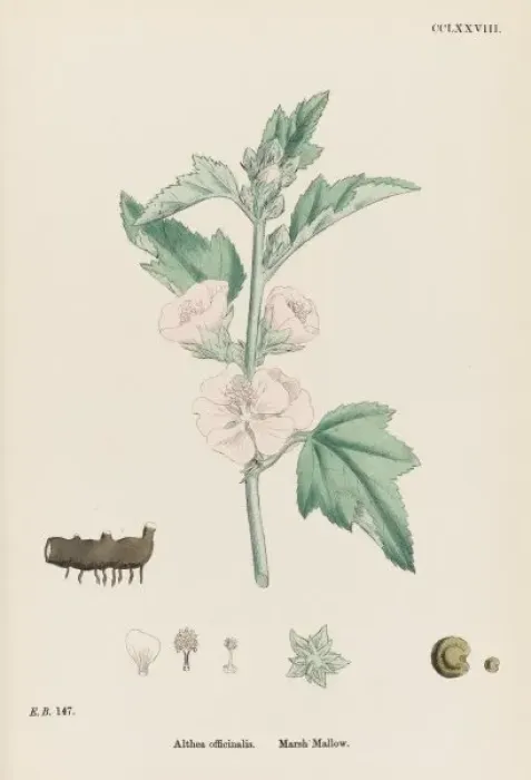 Framed Print : Althaea Officinalis Framed Print : Althaea Officinalis