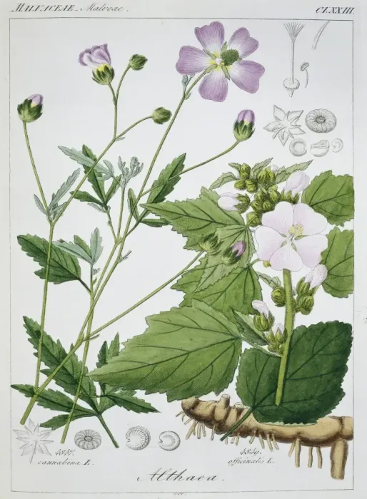 Framed Print : Althaea officinalis, marsh mallow plant Framed Print : Althaea officinalis, marsh mallow plant