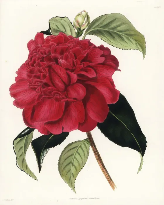 Framed Print : Althaeiflora hybrid camellia, Camellia japonica althaeiflora Framed Print : Althaeiflora hybrid camellia, Camellia japonica althaeiflora