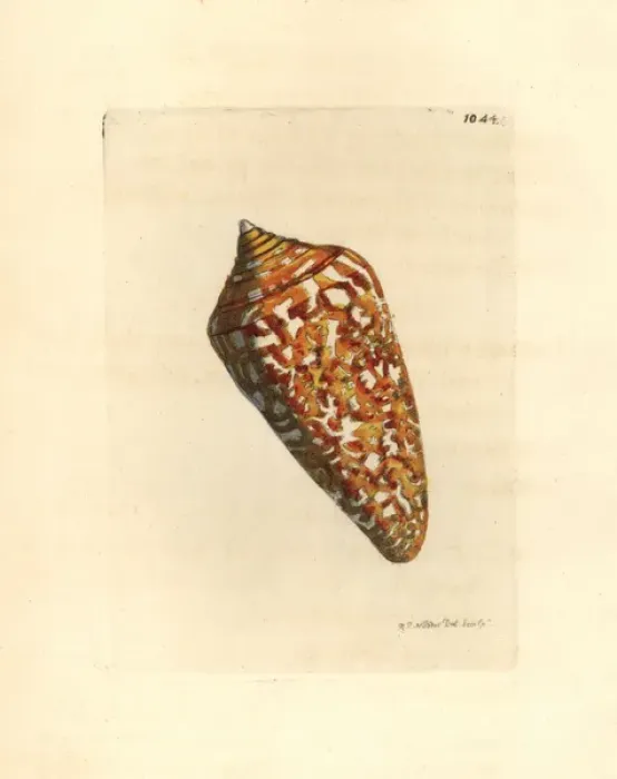 Framed Print : Amadis cone variety, Conus amadis Framed Print : Amadis cone variety, Conus amadis