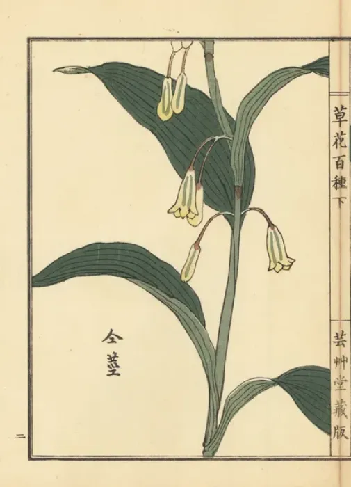 Framed Print : Amadokoro or Solomons seal, Polygonatum odoratum Framed Print : Amadokoro or Solomons seal, Polygonatum odoratum