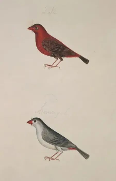 Framed Print : Amandava amandava, red avadavat Framed Print : Amandava amandava, red avadavat