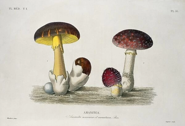 Amanita sp., amanita mushrooms