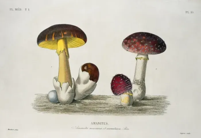 Framed Print : Amanita sp. amanita mushrooms Framed Print : Amanita sp. amanita mushrooms