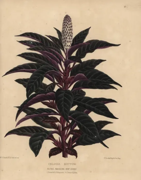 Framed Print : Amaranth or cockscomb with purple and deep Framed Print : Amaranth or cockscomb with purple and deep