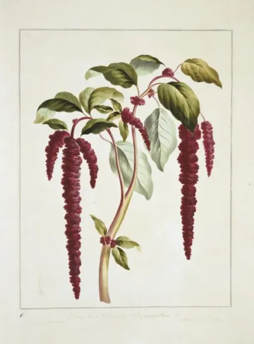Framed Print : Amaranthus caudatus, love-lies-bleeding Framed Print : Amaranthus caudatus, love-lies-bleeding