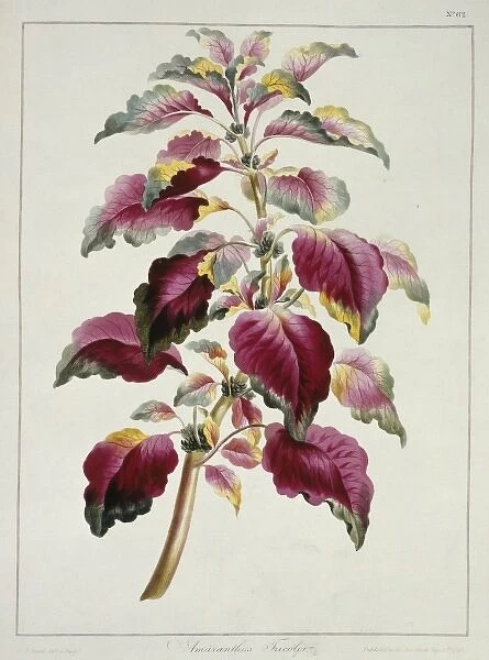 Amaranthus tricolor, Josephs coat