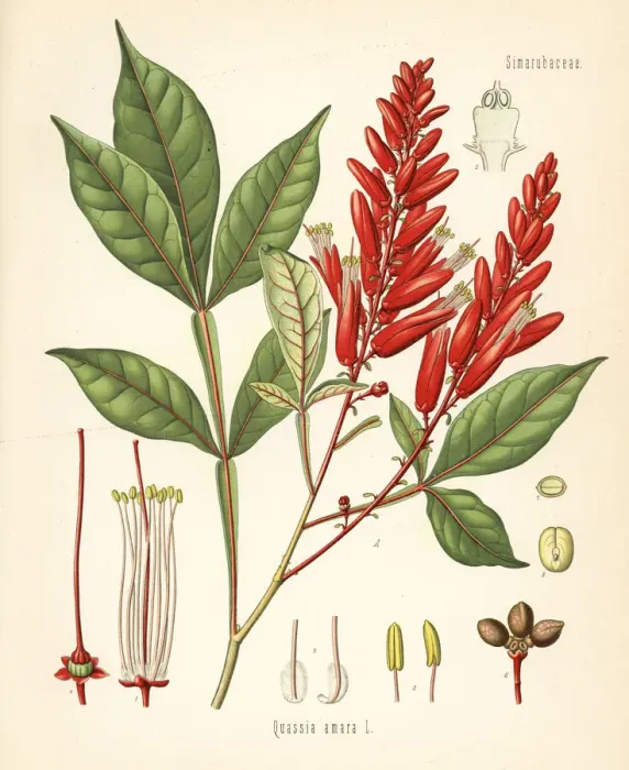 Framed Print : Amargo, bitter-ash or bitter-wood, Quassia amara Framed Print : Amargo, bitter-ash or bitter-wood, Quassia amara