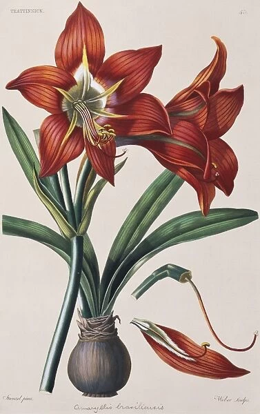 Amaryllis brasiliensis, Hippeastrum rutilum, amaryllis